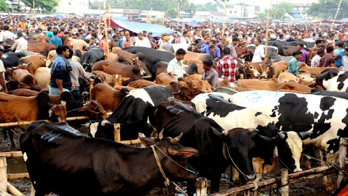 বনশ্রীর মেরাদিয়ায় কোরবানির পশুর হাট বসানো যাবে না: হাইকোর্ট