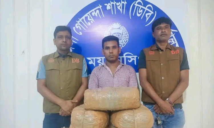 ভালুকায় ডিবির অভিযানে গাঁজা সহ এক মাদক কারবারি গ্রেফতার
