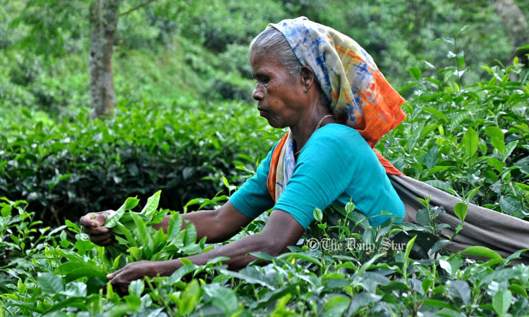 ৭৬ বছর পরও প্রজ্জ্বল চট্টগ্রাম চা নিলাম কেন্দ্র