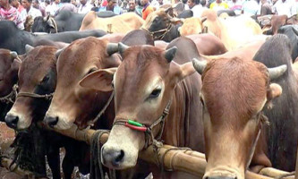 দিনাজপুরে চাহিদার চেয়ে কোরবানির পশু বেশি