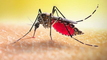 ডেঙ্গু আক্রান্ত হয়ে হাসপাতালে আরও ২০৪ জন