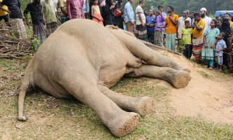 শেরপুর সীমান্তে বন্যহাতির মৃত্যু